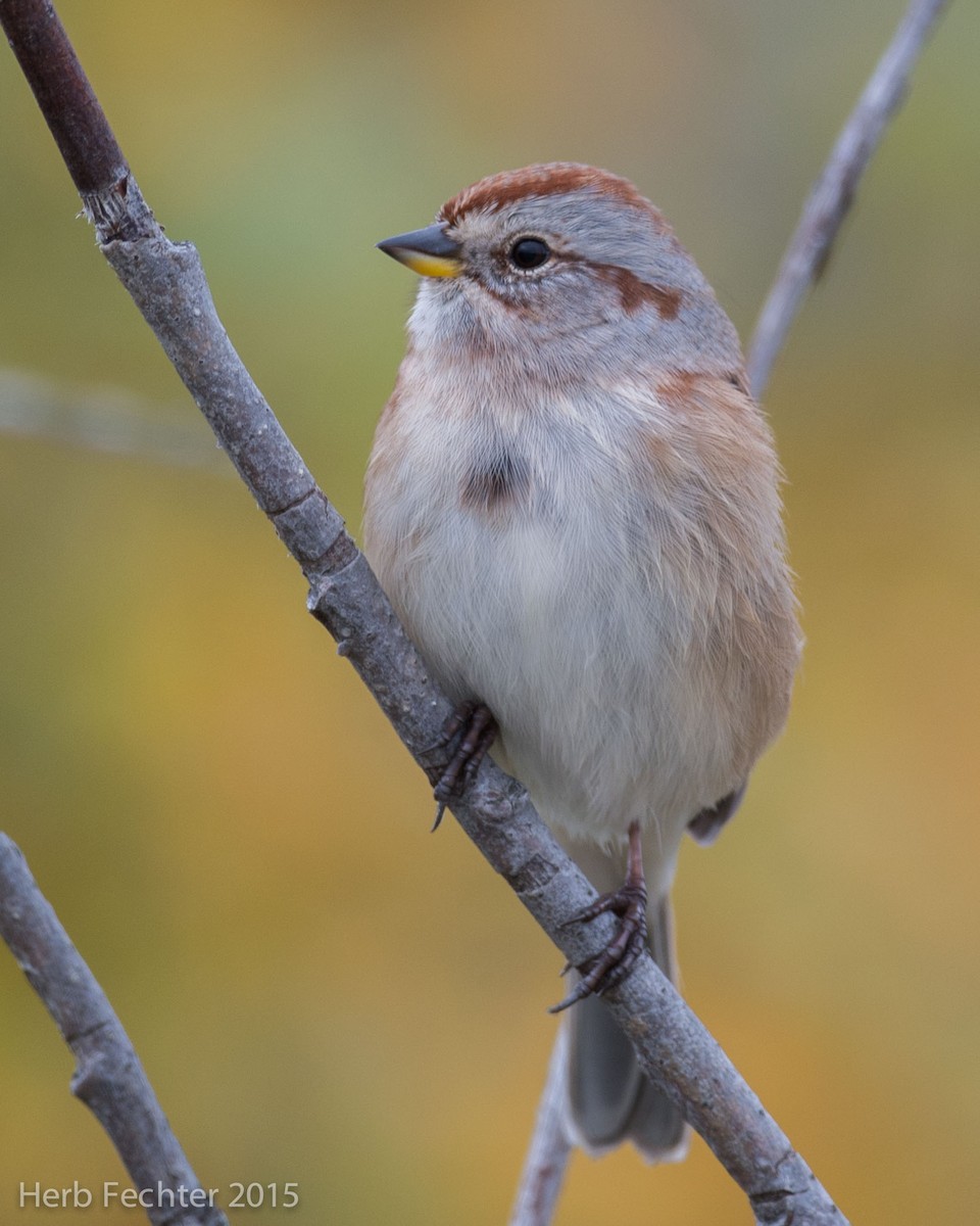 American Tree Sparrow - ML420660481