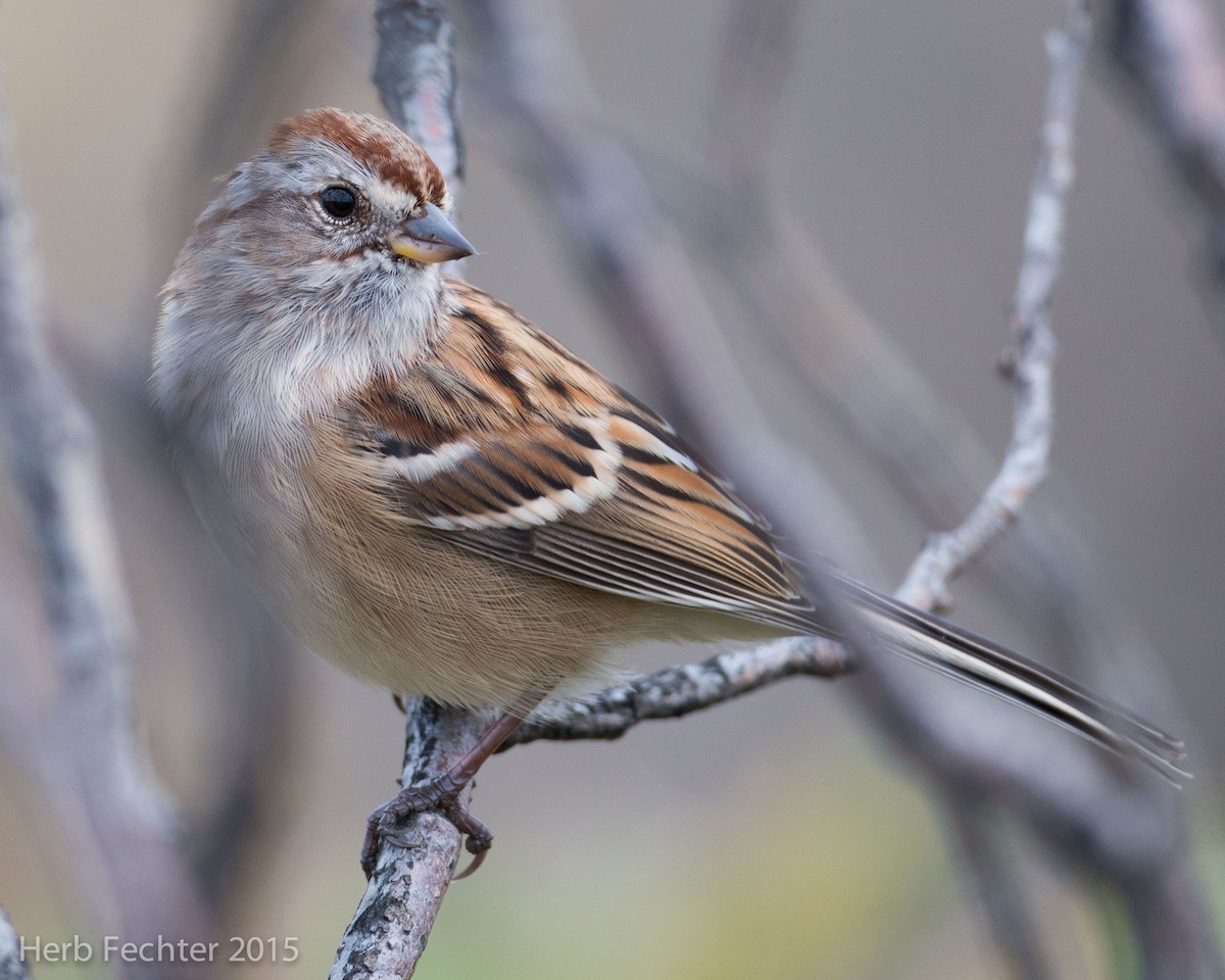 American Tree Sparrow - ML420660521