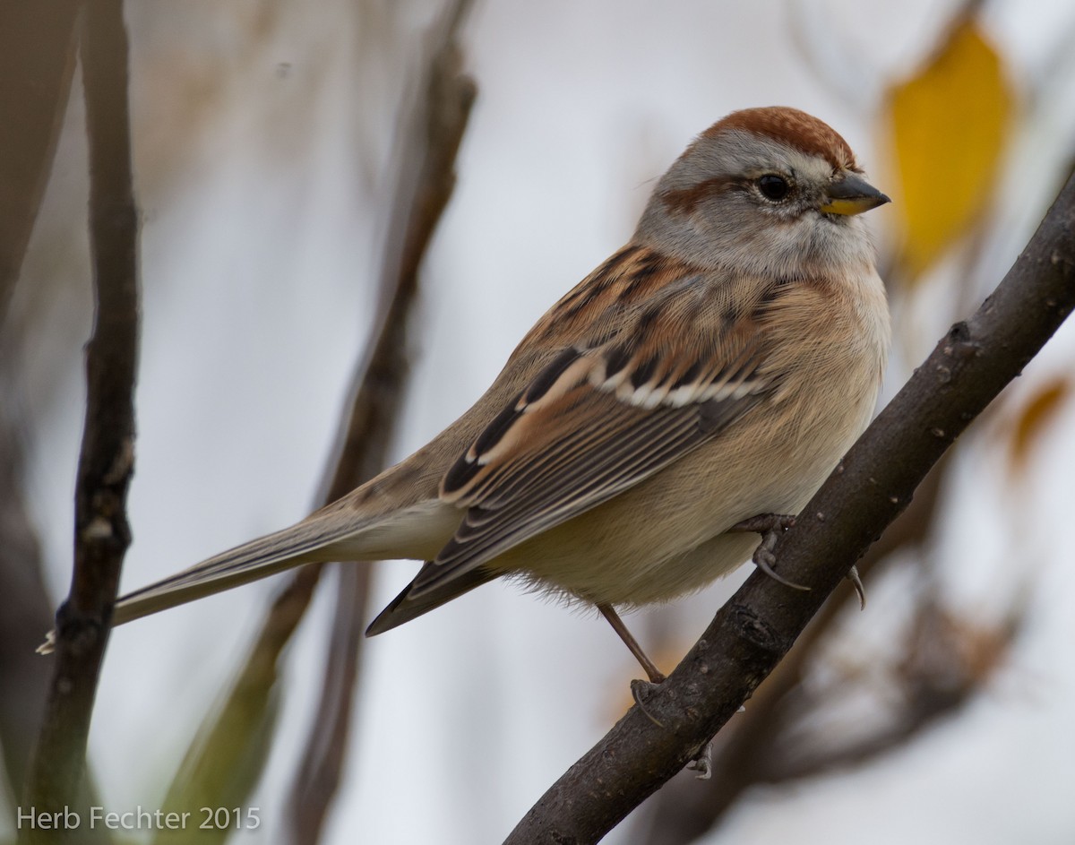 American Tree Sparrow - ML420660531