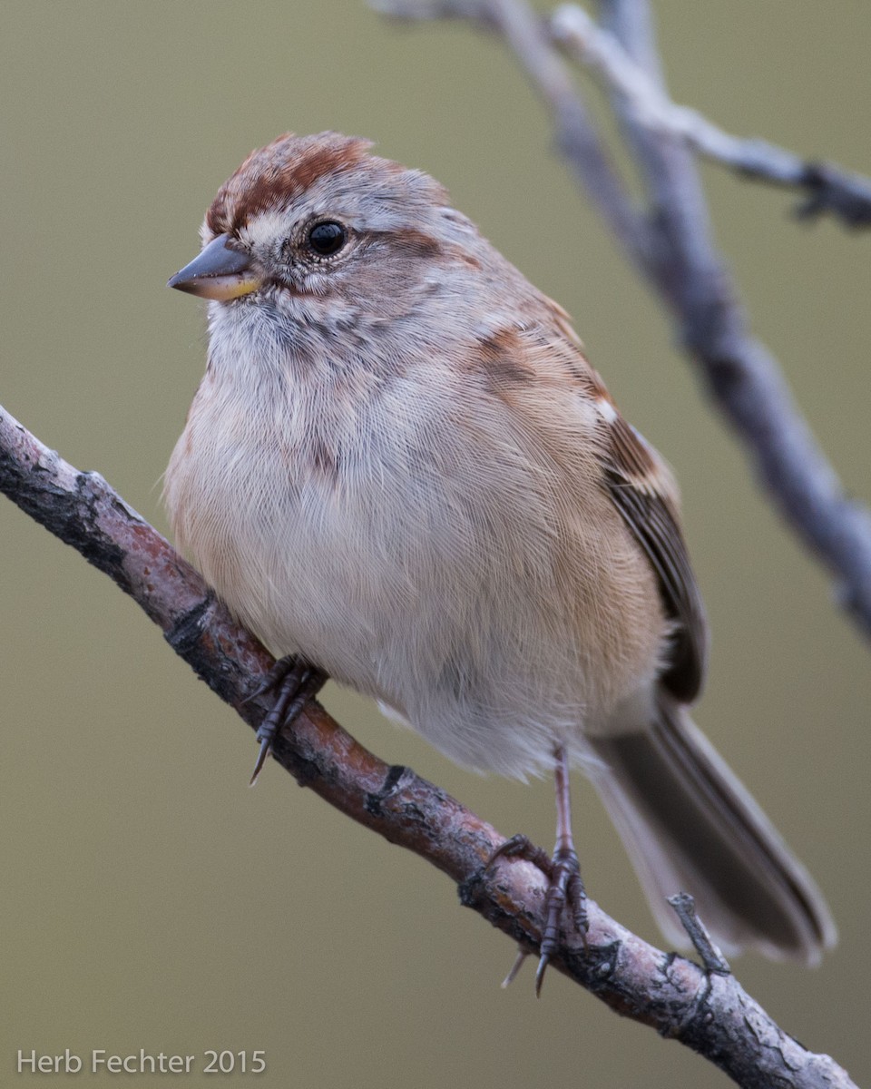 American Tree Sparrow - Herbert Fechter
