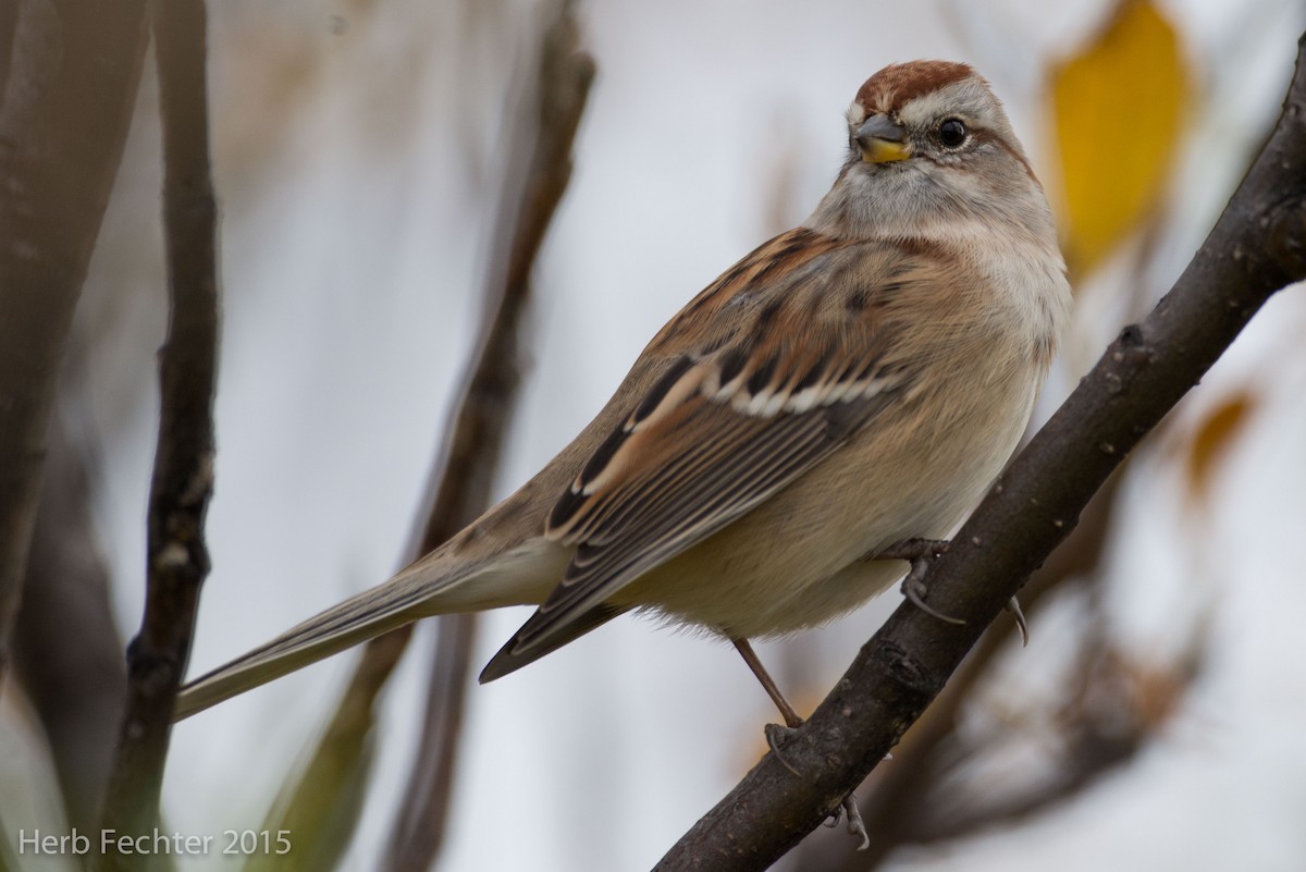 American Tree Sparrow - ML420660561