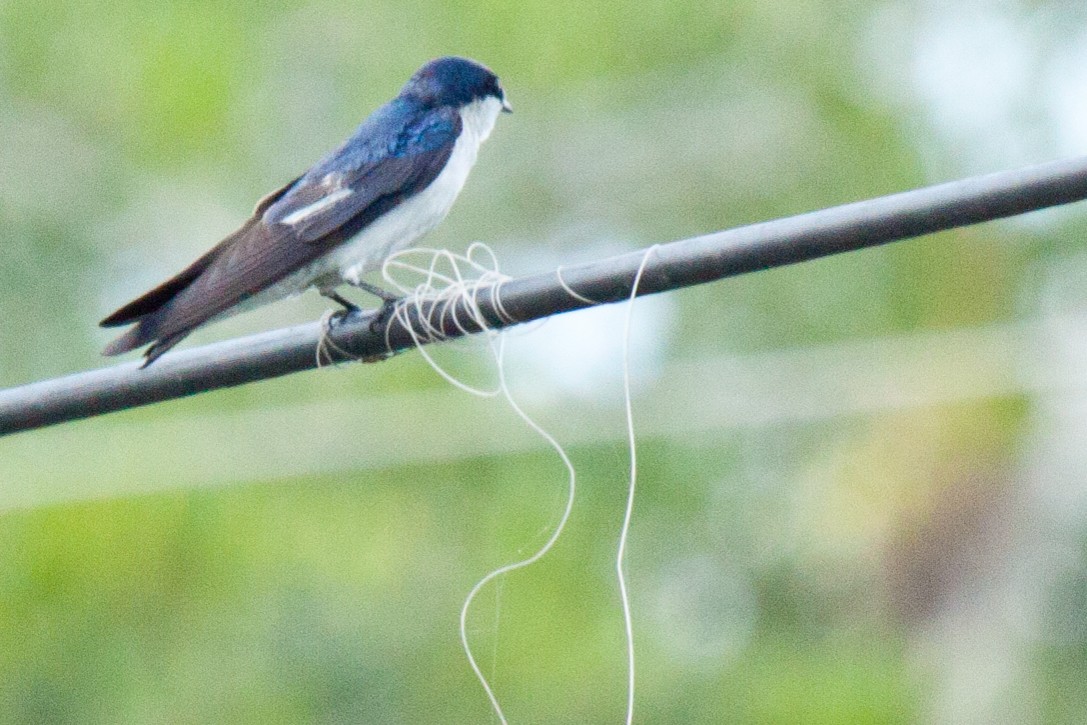 White-winged Swallow - ML420660691