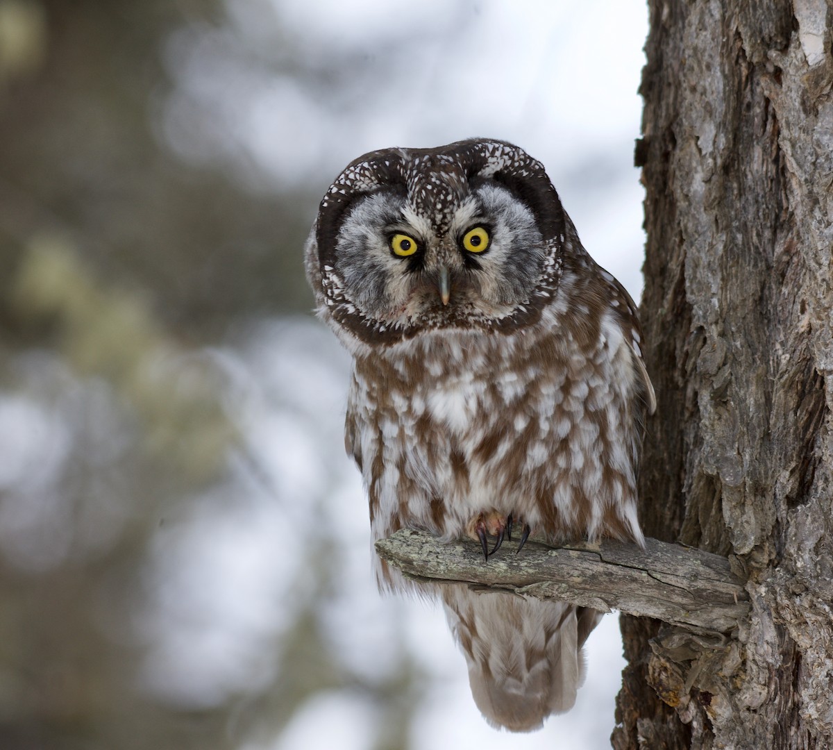 Boreal Owl - Susan and Andy Gower/Karassowitsch