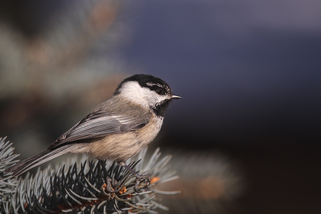 Black-capped x Mountain Chickadee (hybrid) - eBird