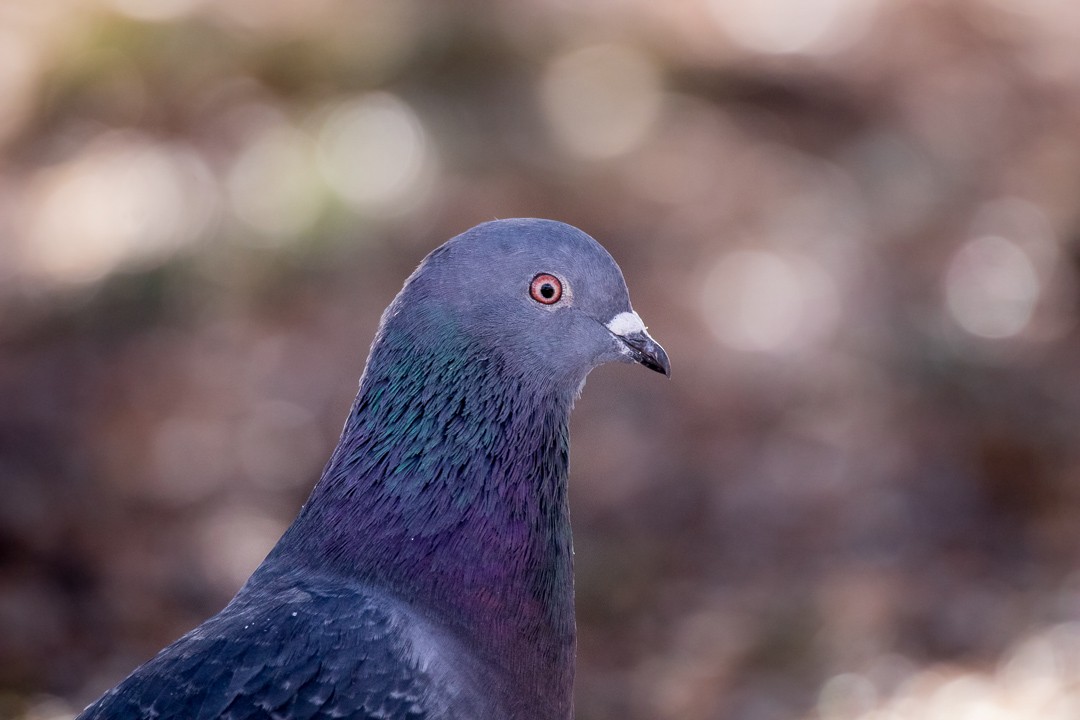 Rock Pigeon (Feral Pigeon) - ML420663891