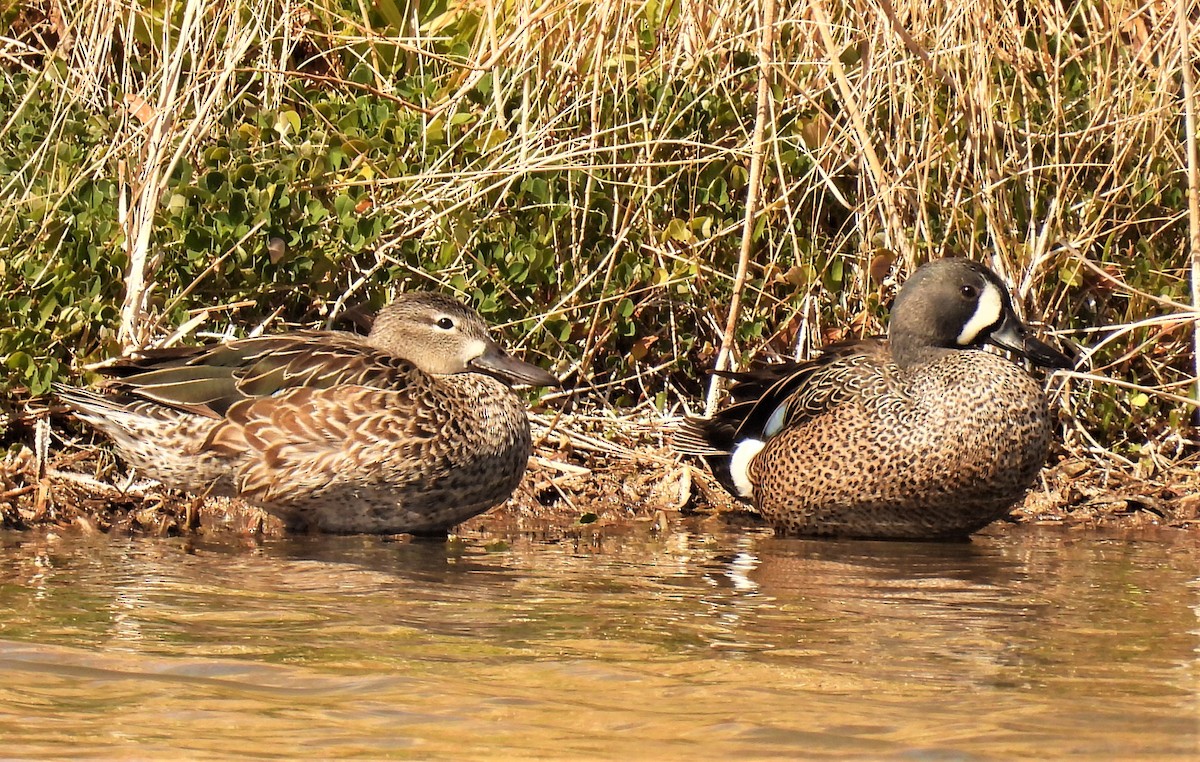 Blue-winged Teal - ML420667871