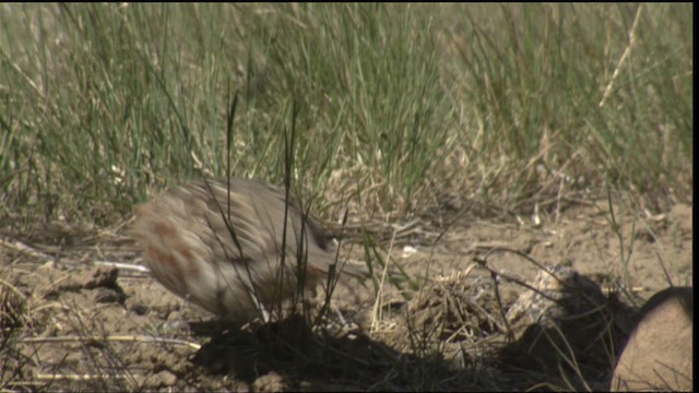 ヨーロッパヤマウズラ Ebird