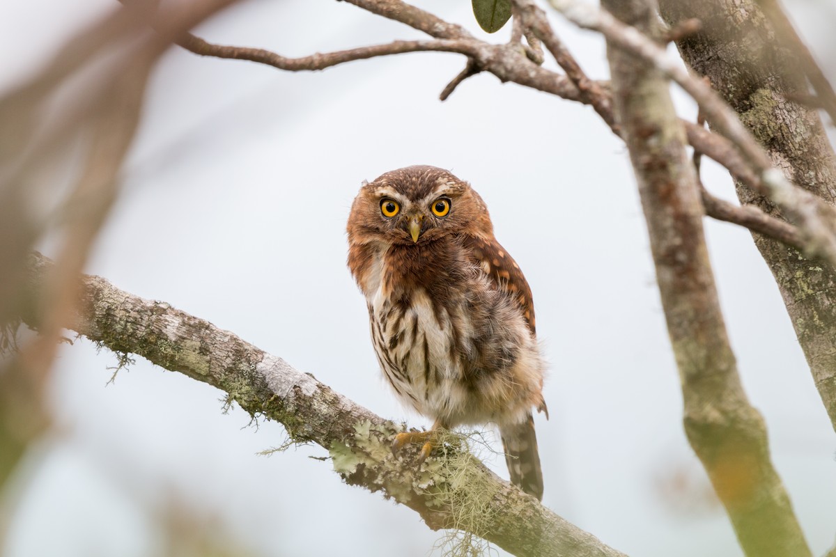 Andean Pygmy-Owl - Wilmer Quiceno