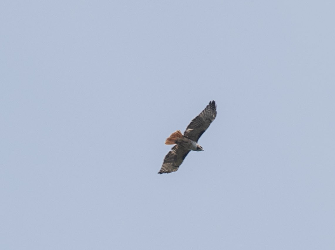 Red-tailed Hawk - Carlos Torrijos