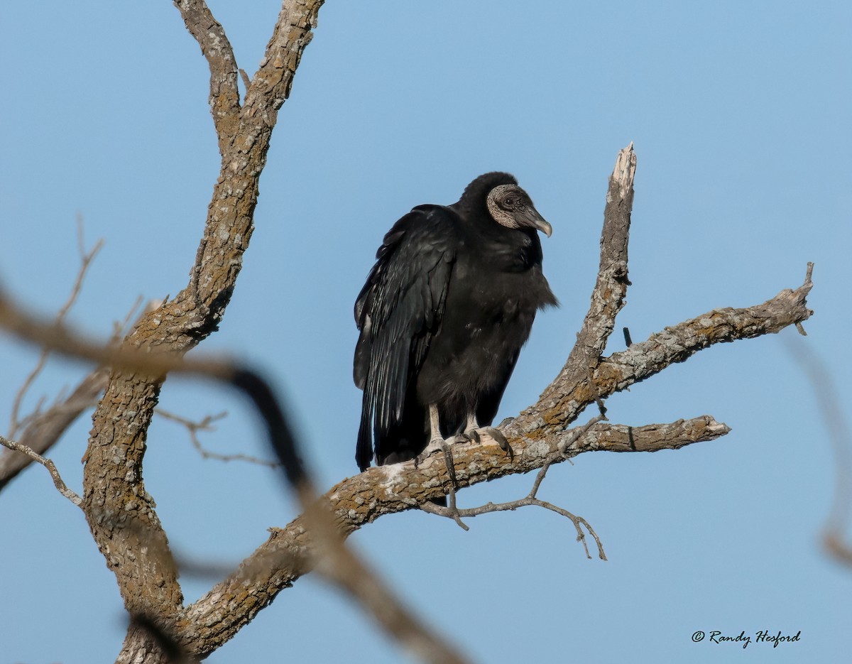 Black Vulture - ML420691281