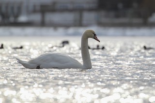 Mute Swan, ML420691851