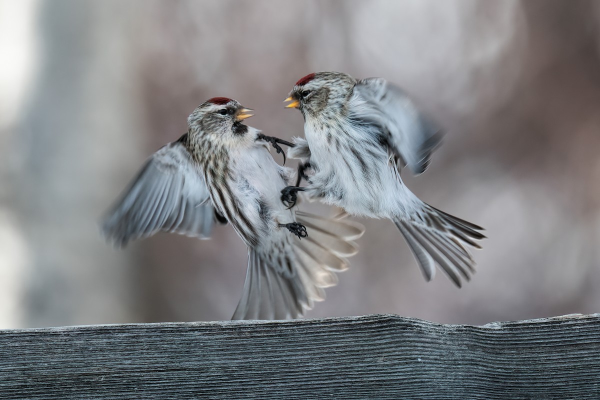 Hoary Redpoll - Connor Bowhay