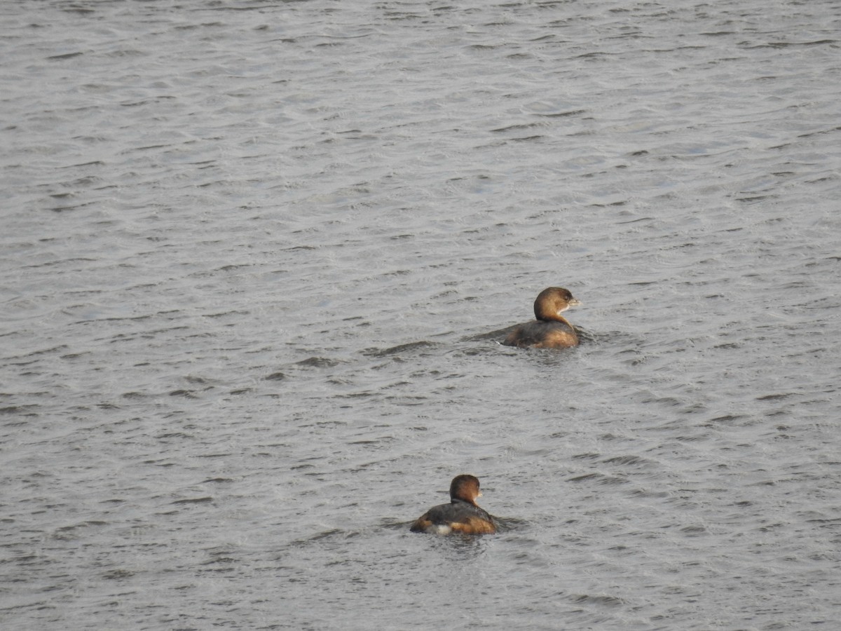 Pied-billed Grebe - Rick Luehrs