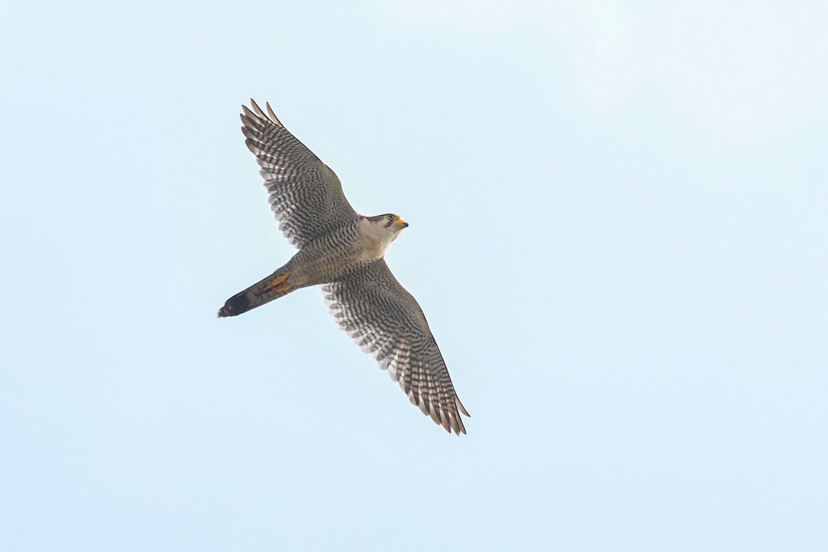 Red-necked Falcon - vinodh Kambalathara