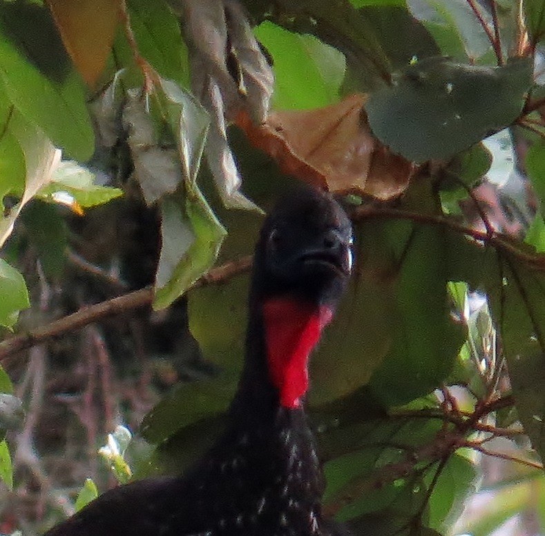 Crested Guan - ML42070661