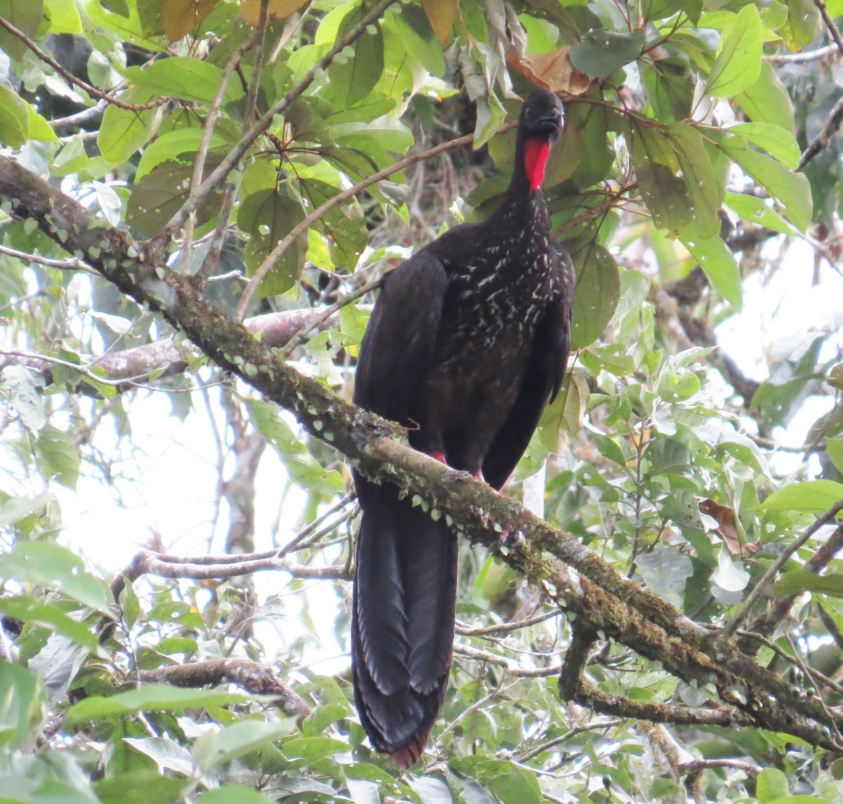 Crested Guan - ML42070711