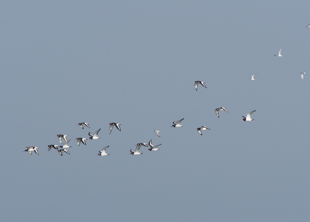 Ebird Checklist - 24 Feb 2022 - Ras Al Sawadi - 23 Species (+2 Other Taxa)