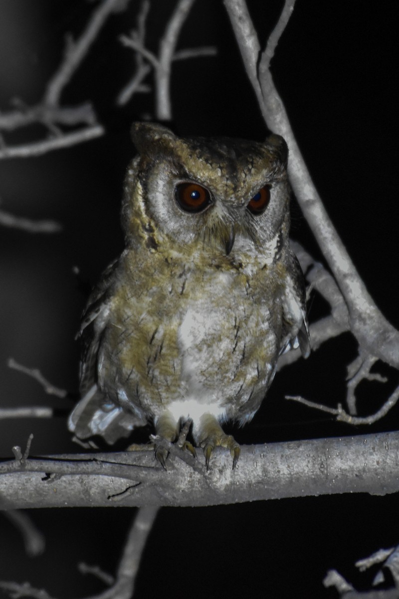 Indian Scops-Owl - ML420719941