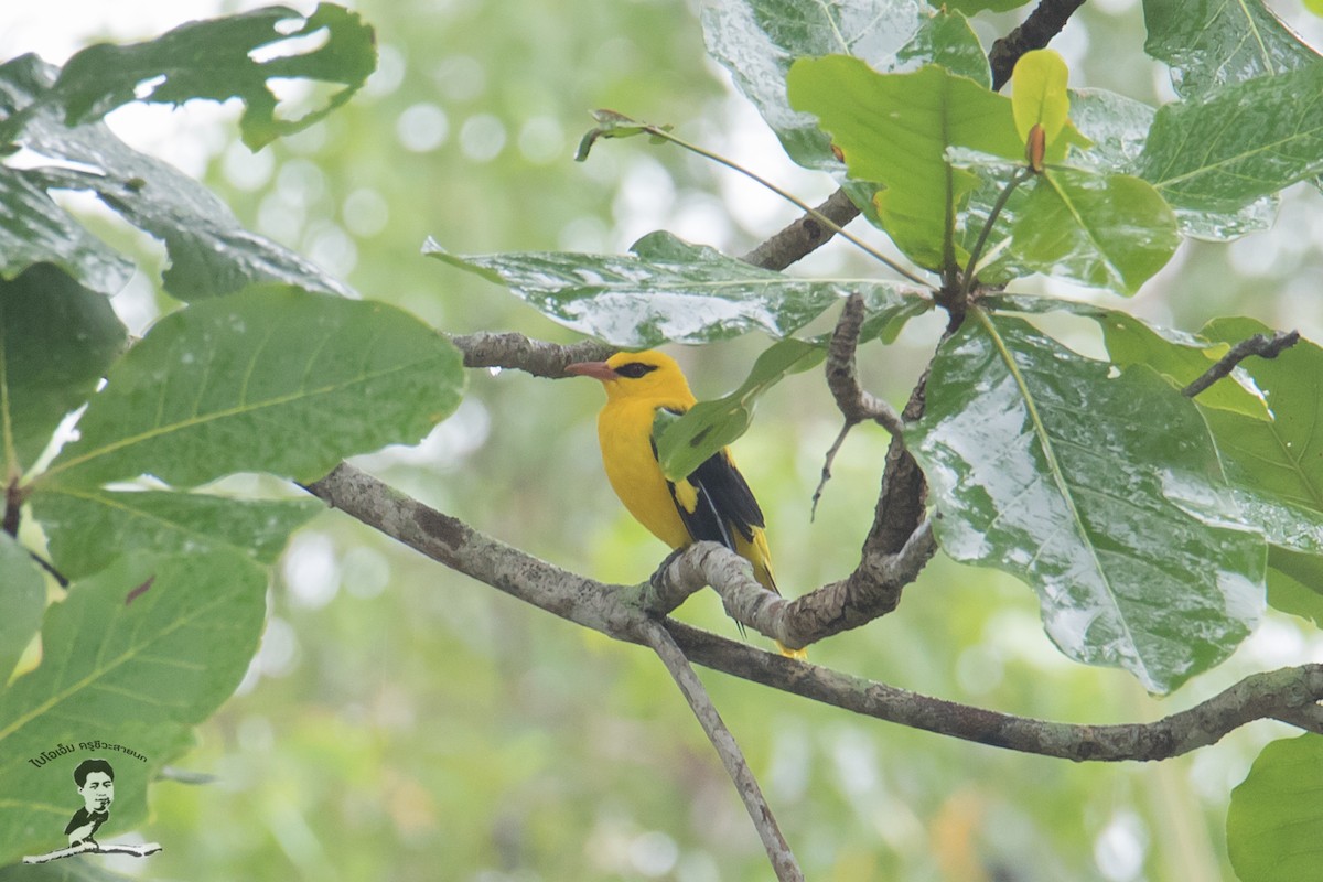 Indian Golden Oriole - ML420722611