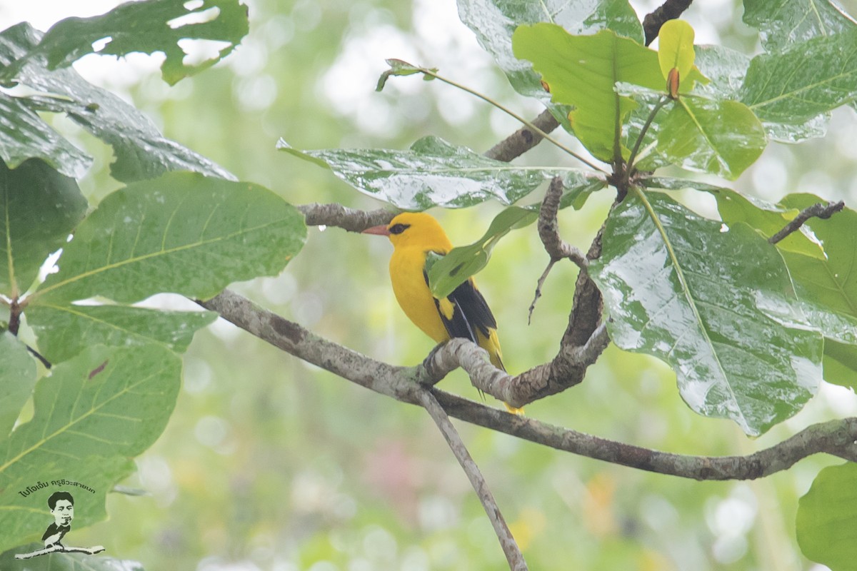 Indian Golden Oriole - ML420722621