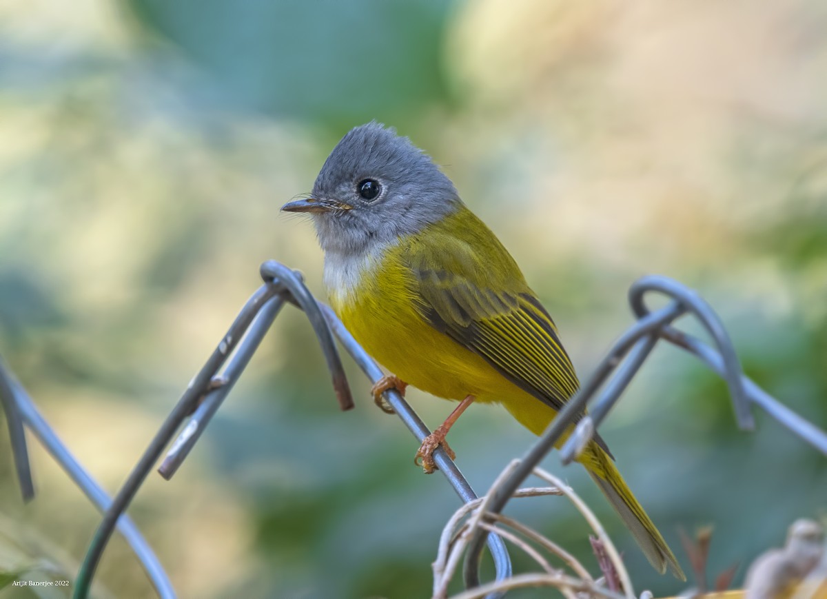 Gray-headed Canary-Flycatcher - ML420726311