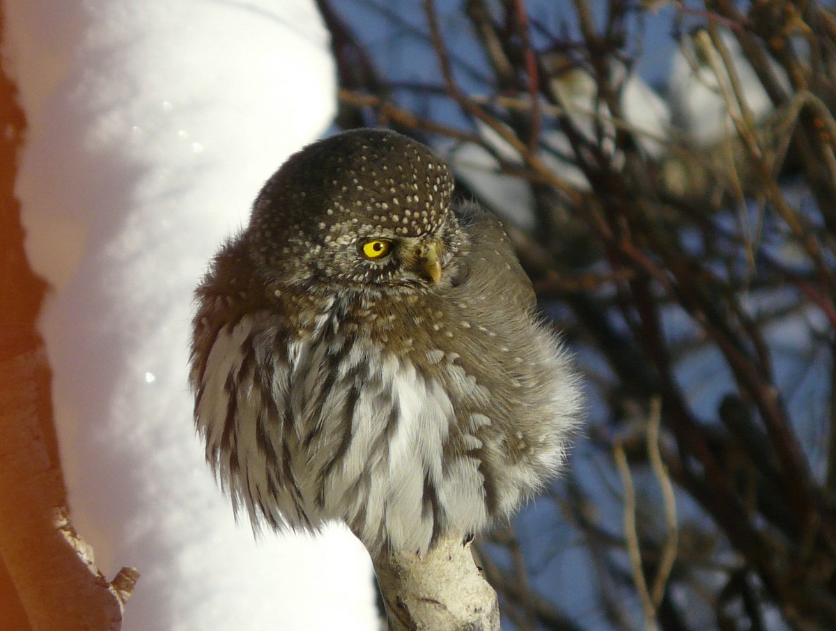 Northern Pygmy-Owl - ML42073141