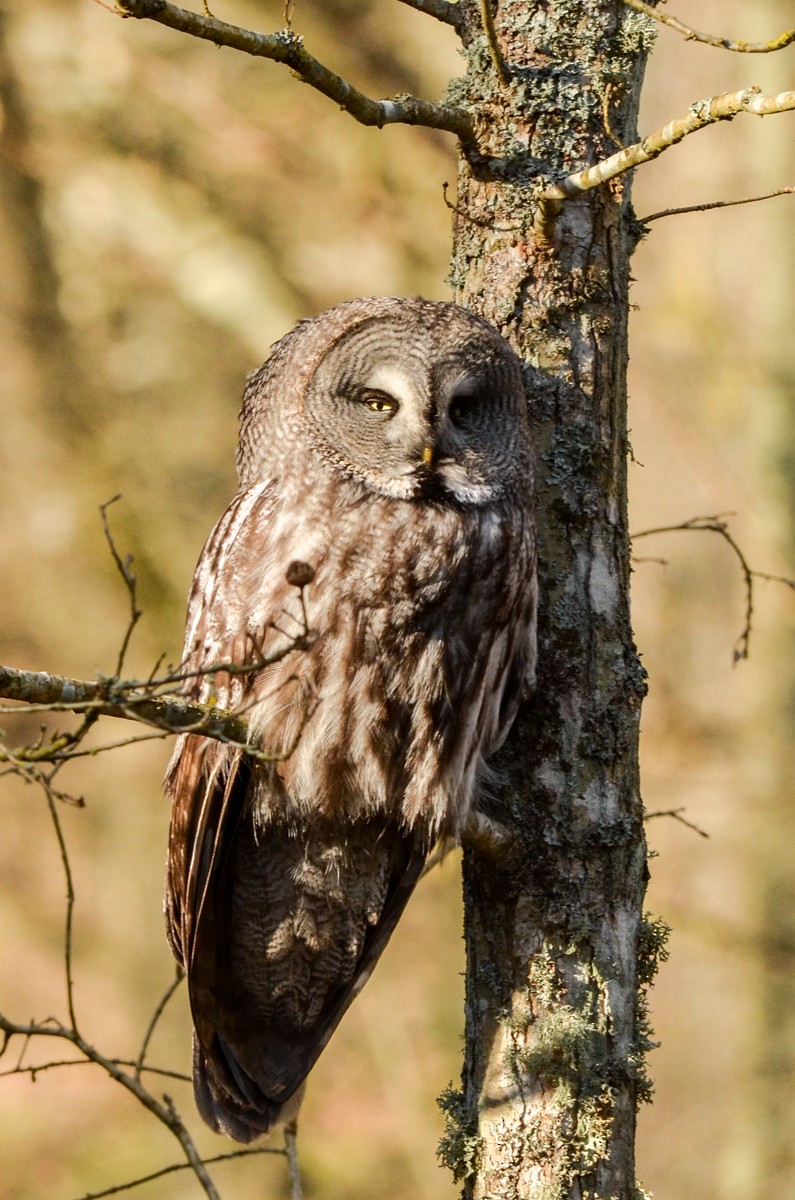 Great Gray Owl (Lapland) - ML420734101