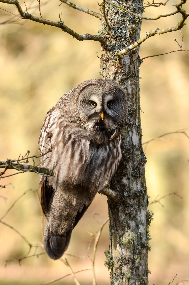 Great Gray Owl (Lapland) - ML420734111