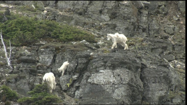 mountain goat - ML420736