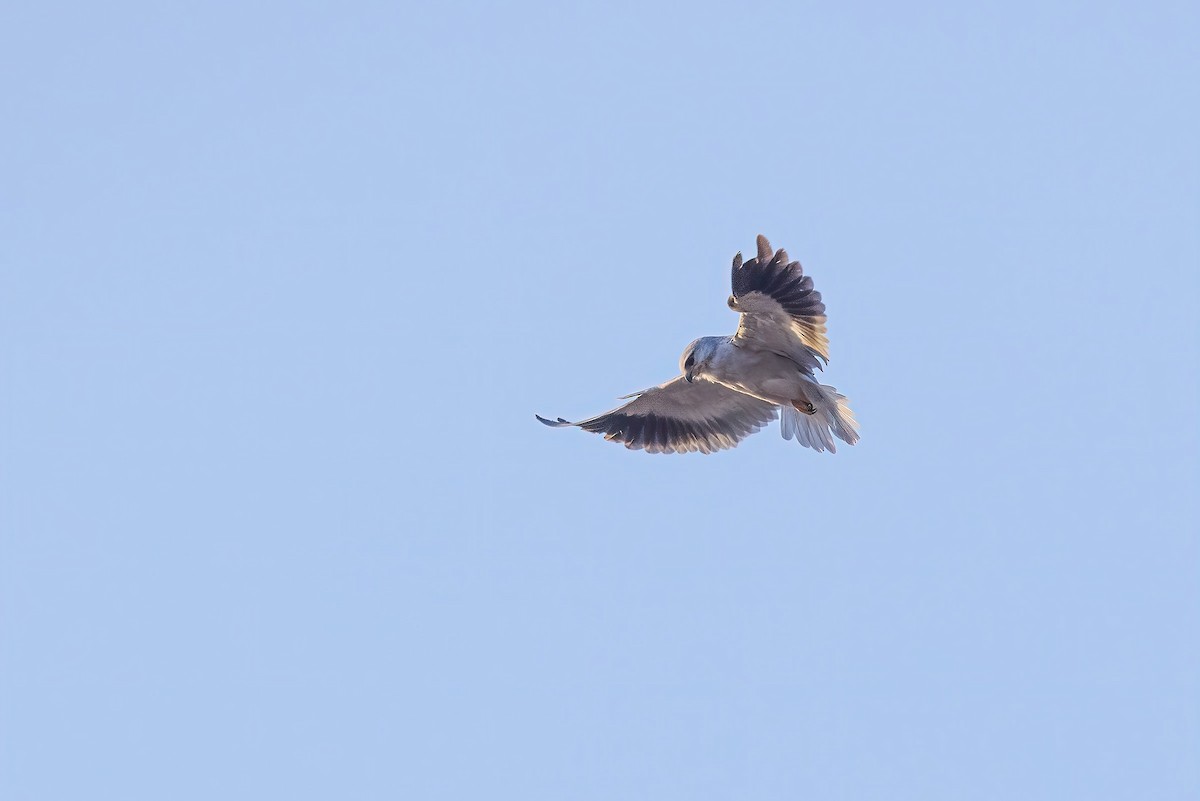 Black-winged Kite (Asian) - ML420736251