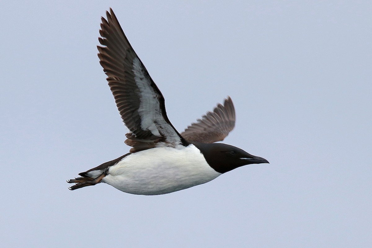Thick-billed Murre - ML420736361