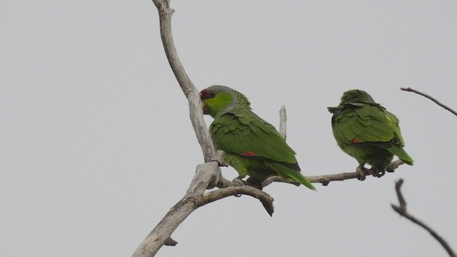 Lilac-crowned Parrot - ML420736761