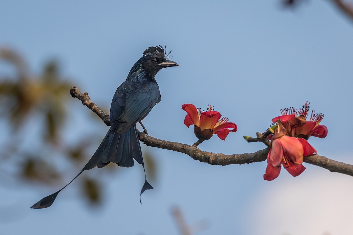 Greater Racket-tailed Drongo - ML420737181
