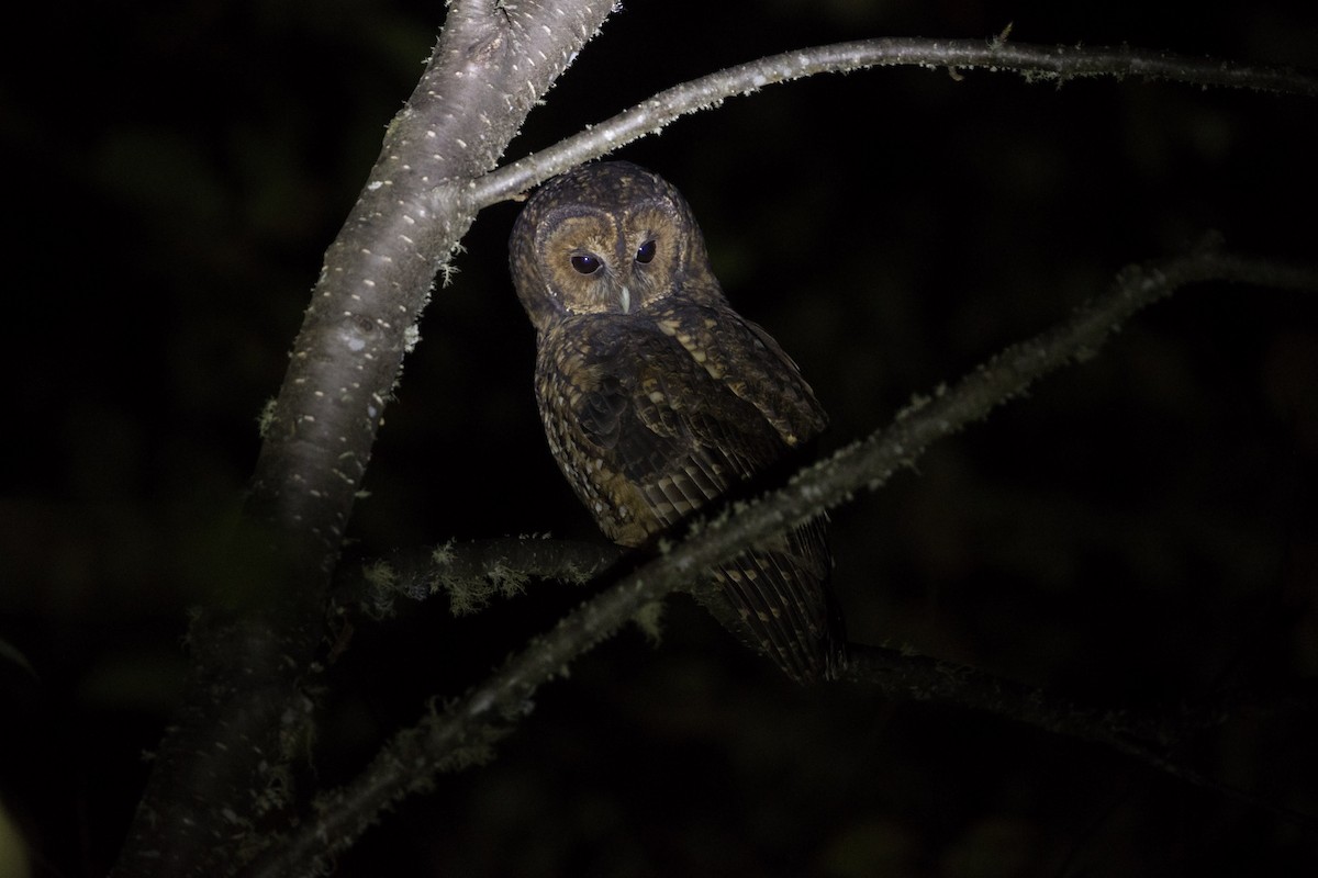 Himalayan Owl - Ravi Kailas
