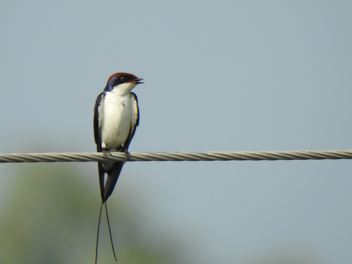 Wire-tailed Swallow - ML420747581