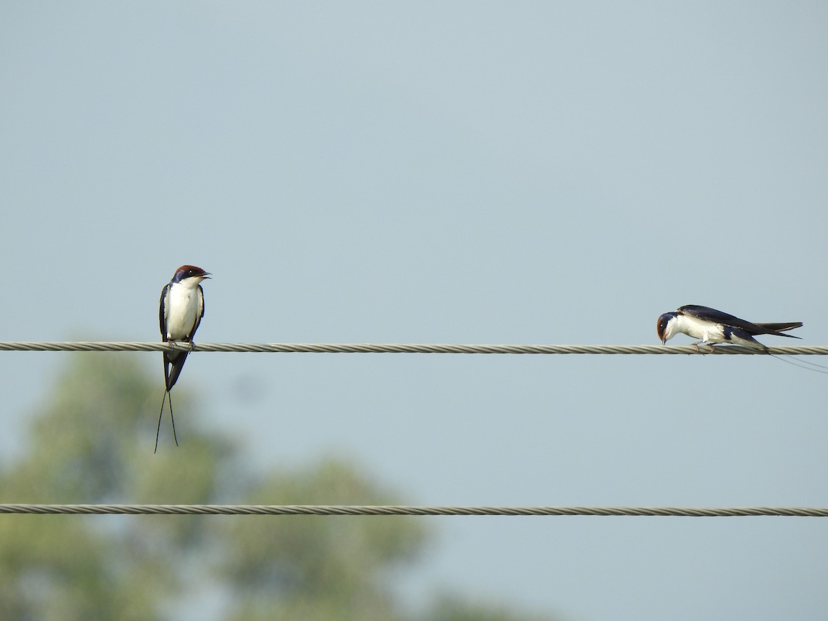 Wire-tailed Swallow - ML420747631