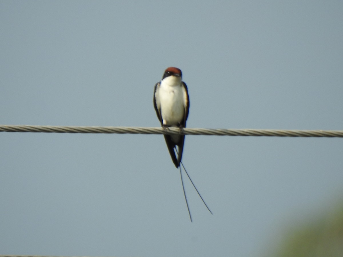 Wire-tailed Swallow - ML420747651