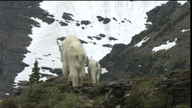 mountain goat - ML420749
