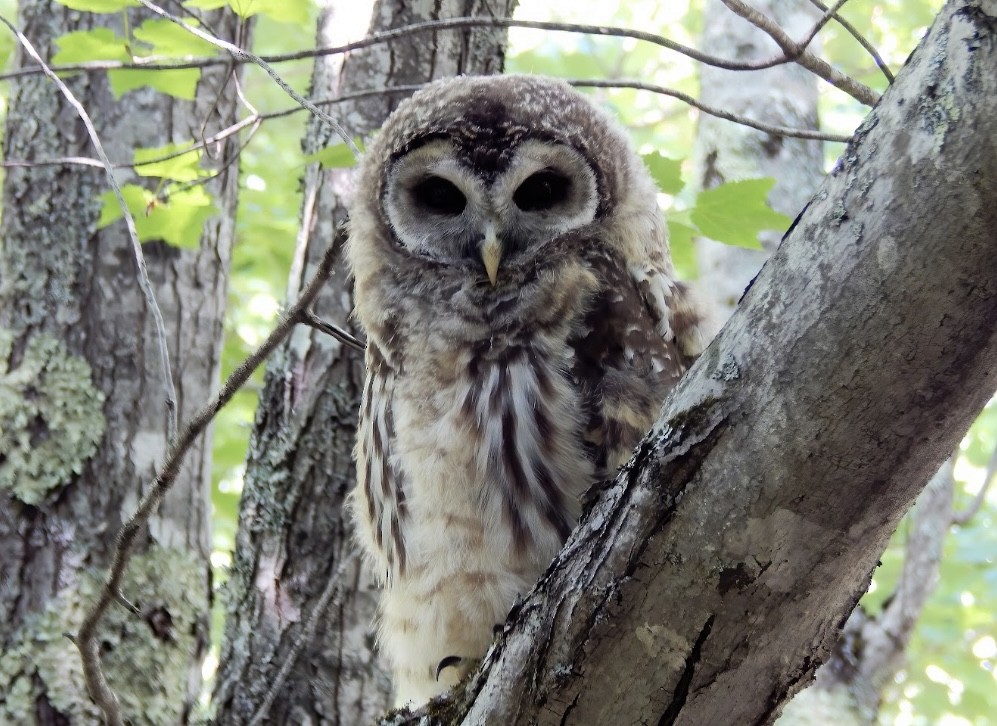 Barred Owl - ML420752101