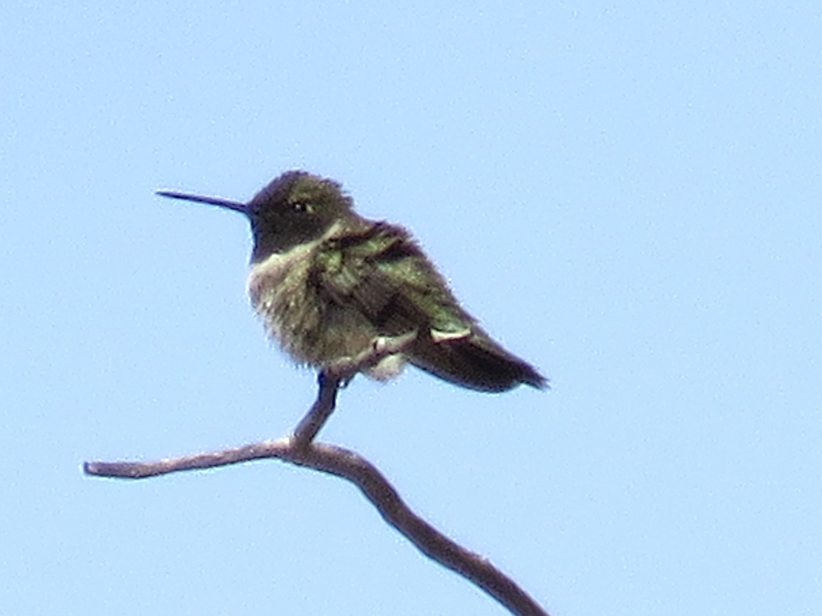 Black-chinned Hummingbird - ML420753961