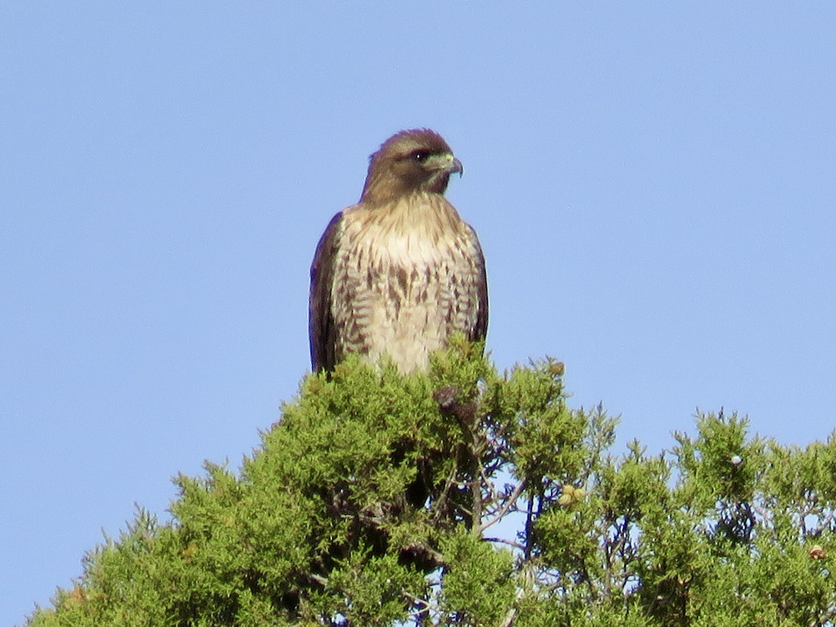 Red-tailed Hawk - ML420753981