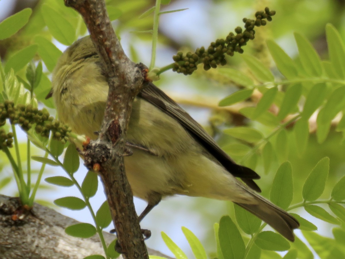Lesser Goldfinch - GARY DOUGLAS