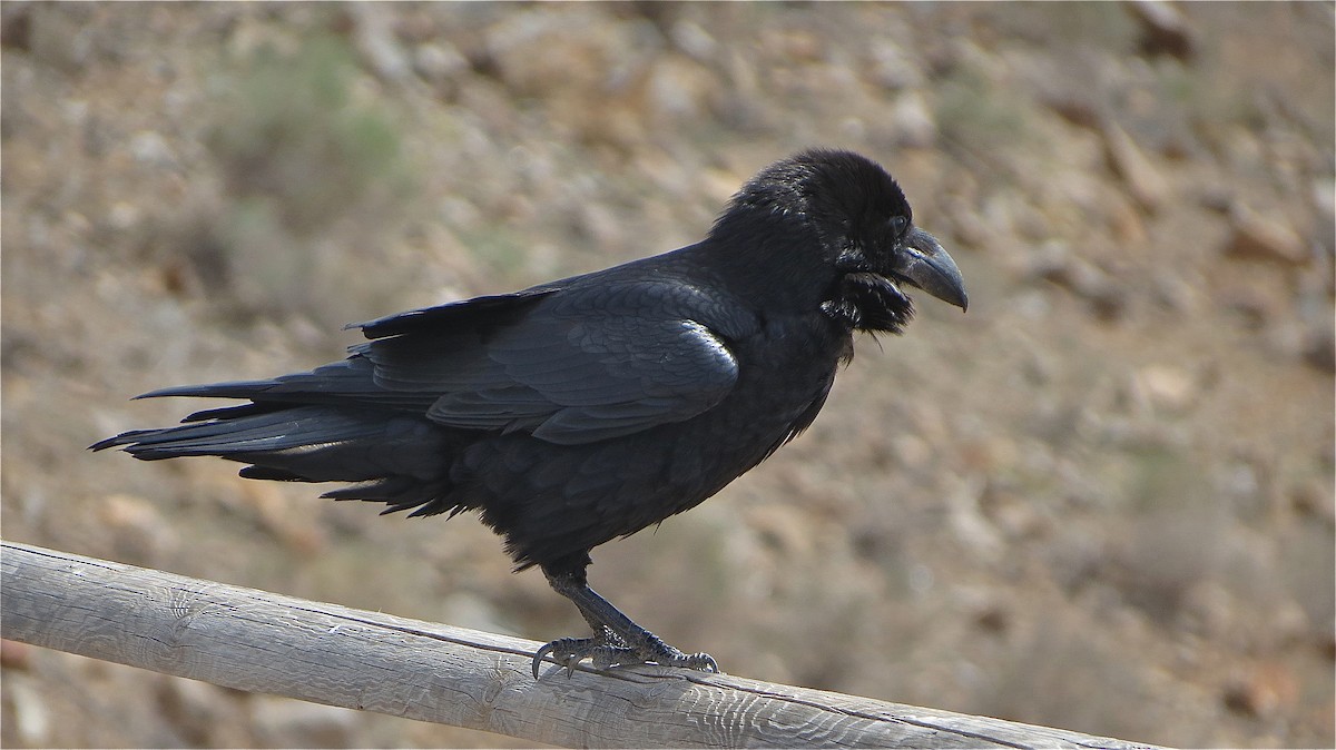 Common Raven - Erkki Lehtovirta