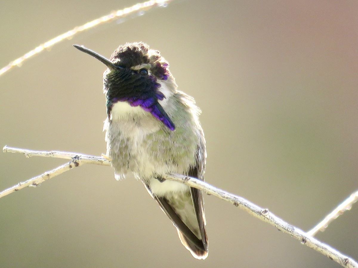 Costa's Hummingbird - ML420755911