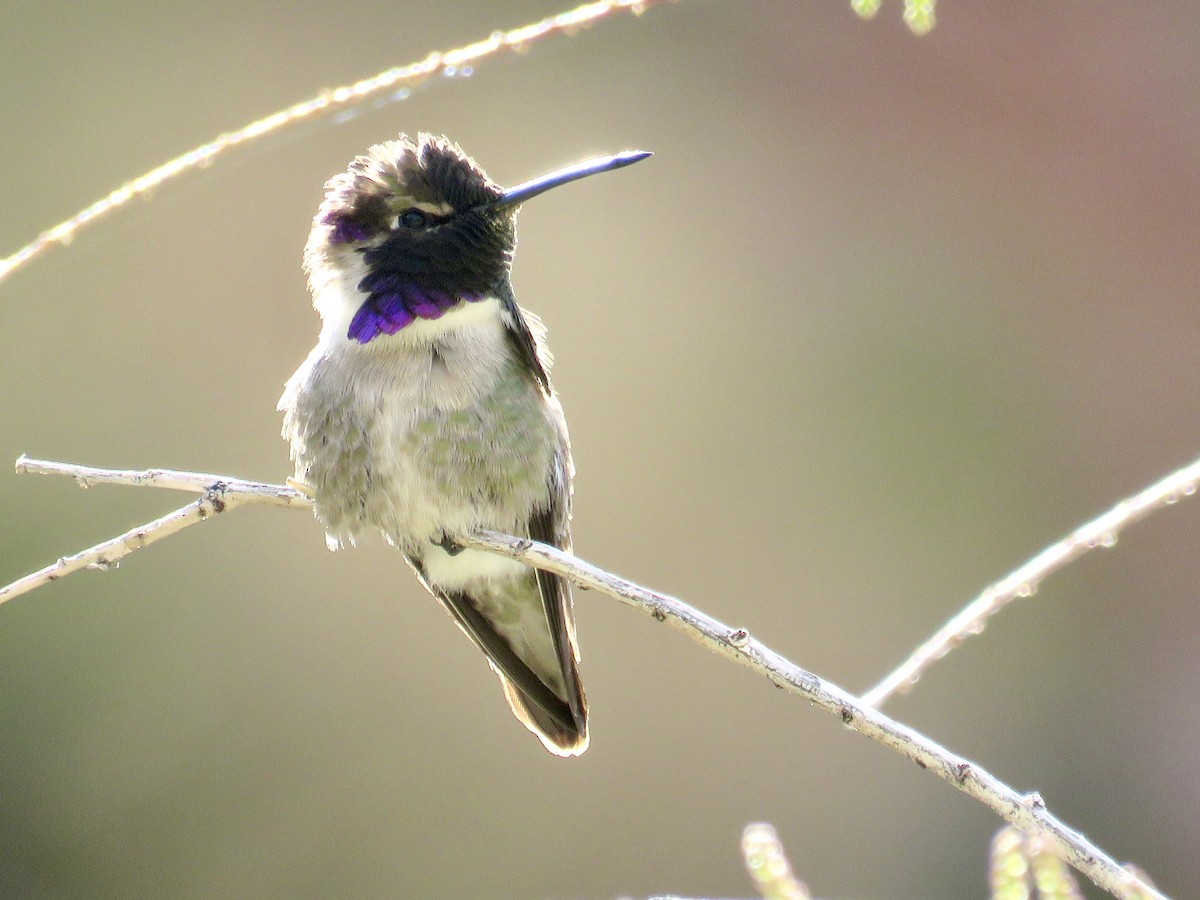 Costa's Hummingbird - GARY DOUGLAS