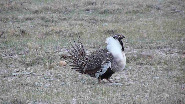 Greater Sage-Grouse - ML420760031