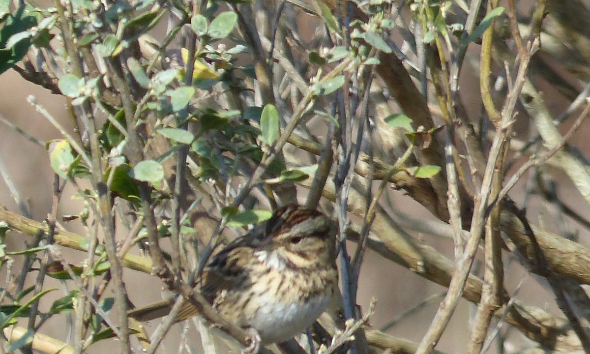 Lincoln's Sparrow - Deb Holland