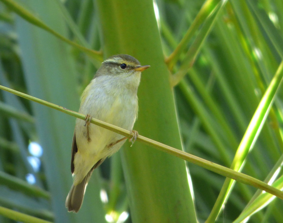 Yellow-browed Warbler - ML42076981