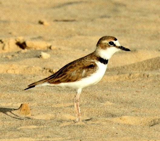 Collared Plover - ML420774631