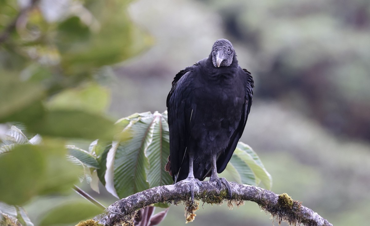 Black Vulture - Anne Bielamowicz